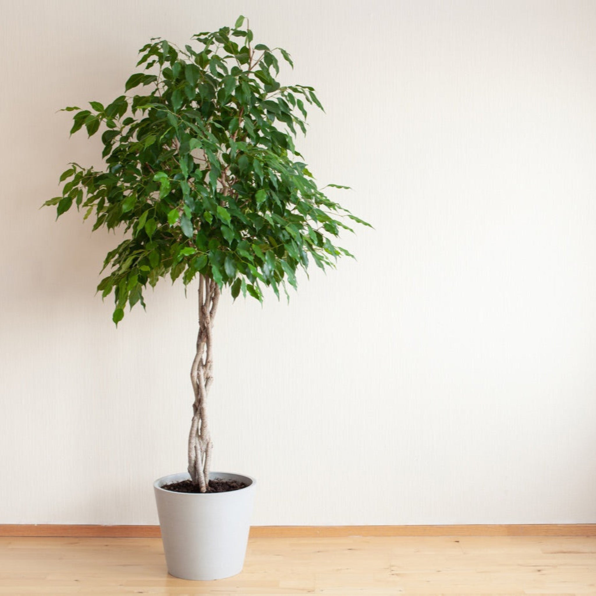 Potted plant with green leaves in a white pot on a wooden floor against a plain wall.  Henderson Garden Supply