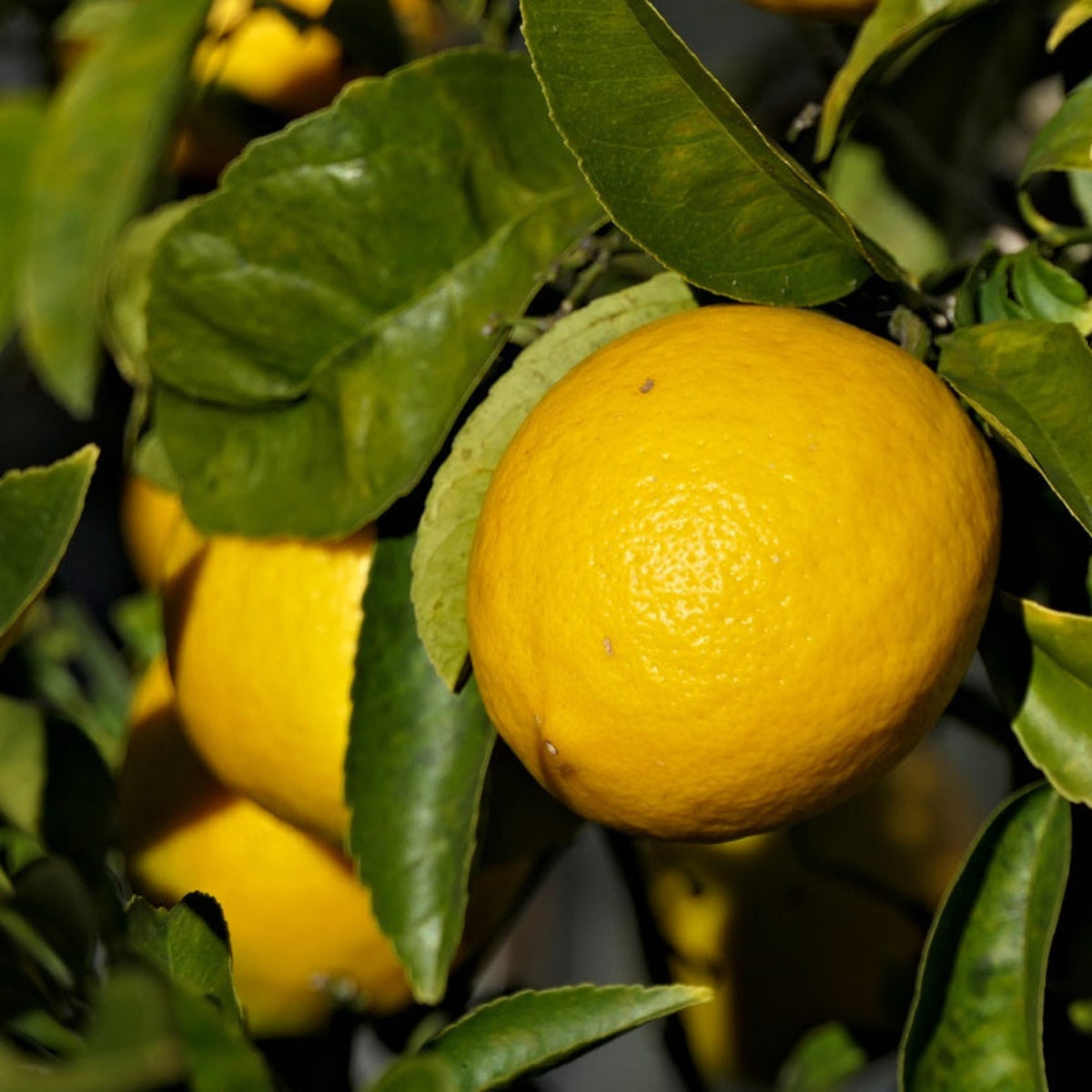 New Zealand Lemonade Lemon Tree – Sweet, Low-Acid Citrus