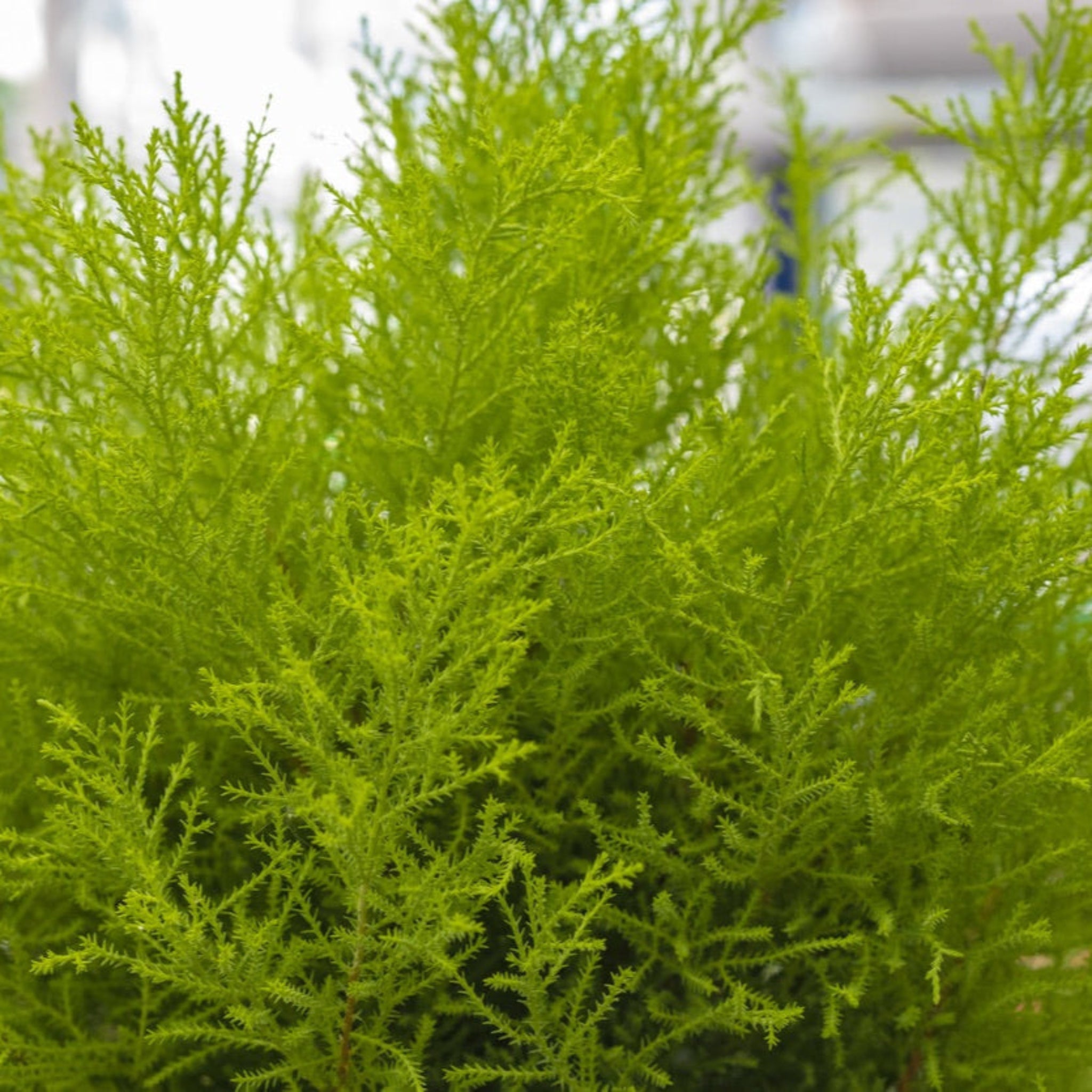 Close-up of a green shrub with a blurred background.  Henderson Garden Supply