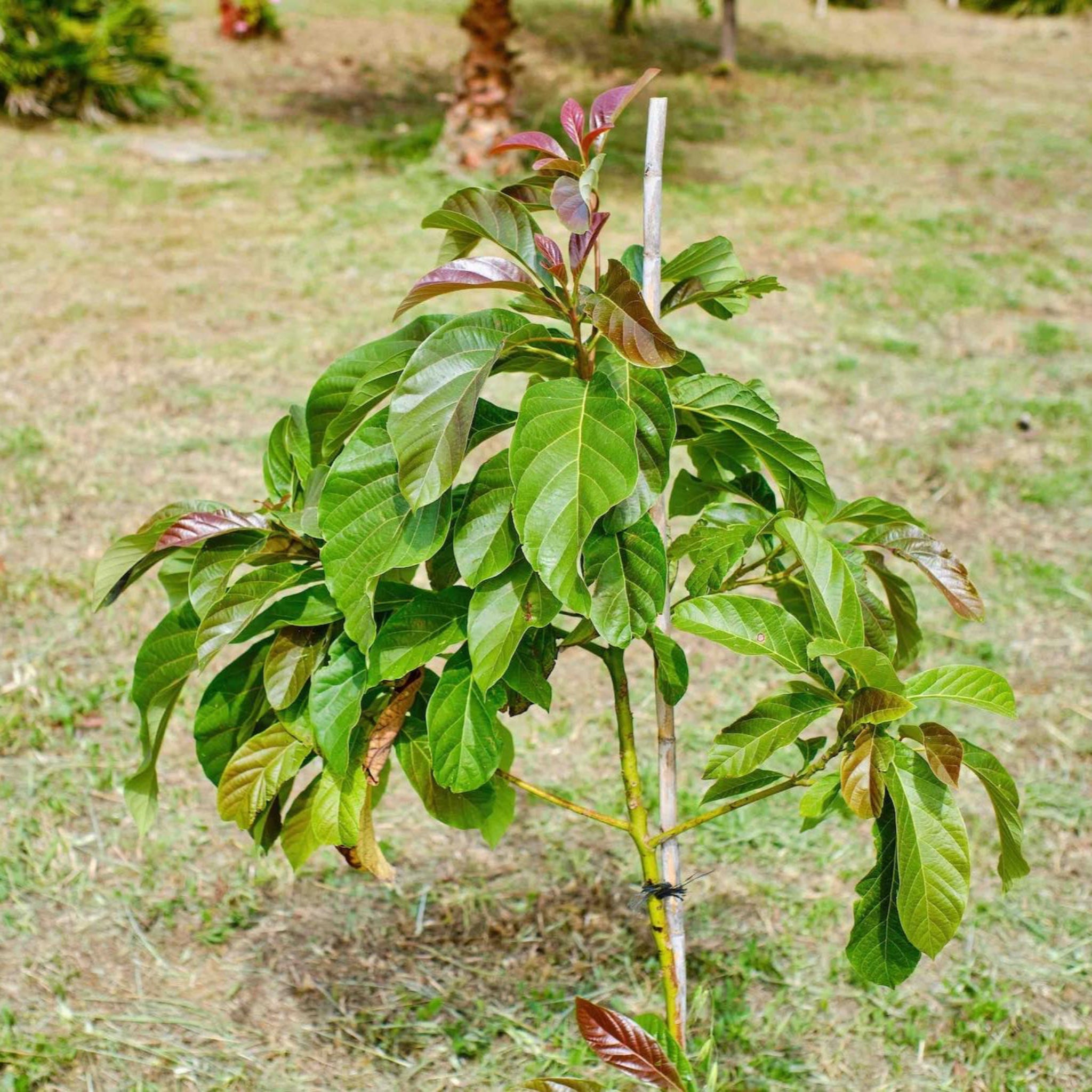 Young tree with green leaves on a grassy background.  Henderson Garden Supply