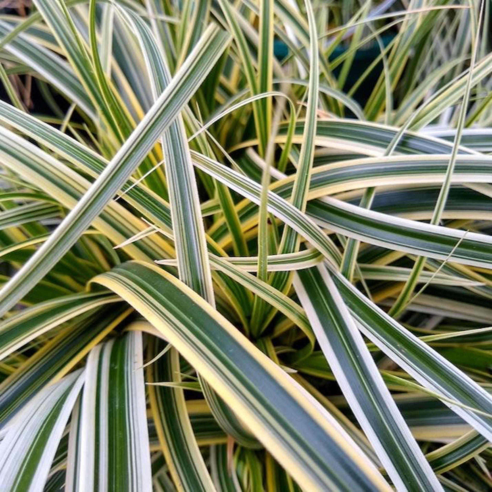 Close-up of variegated grass with green, white, and yellow stripes.  Henderson Garden Supply