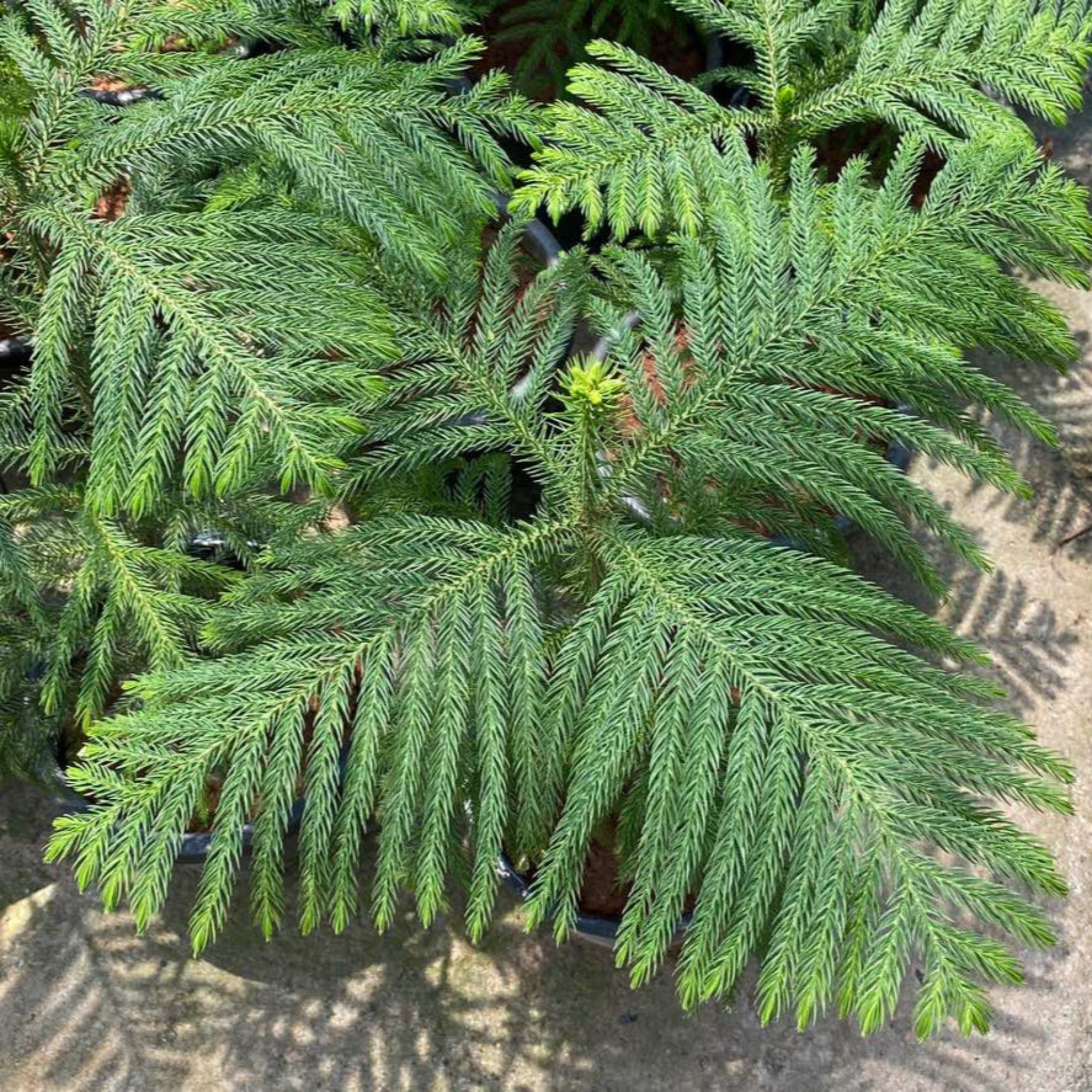 Close-up of a potted Norfolk Island pine plant with green needles.  Henderson Garden Supply