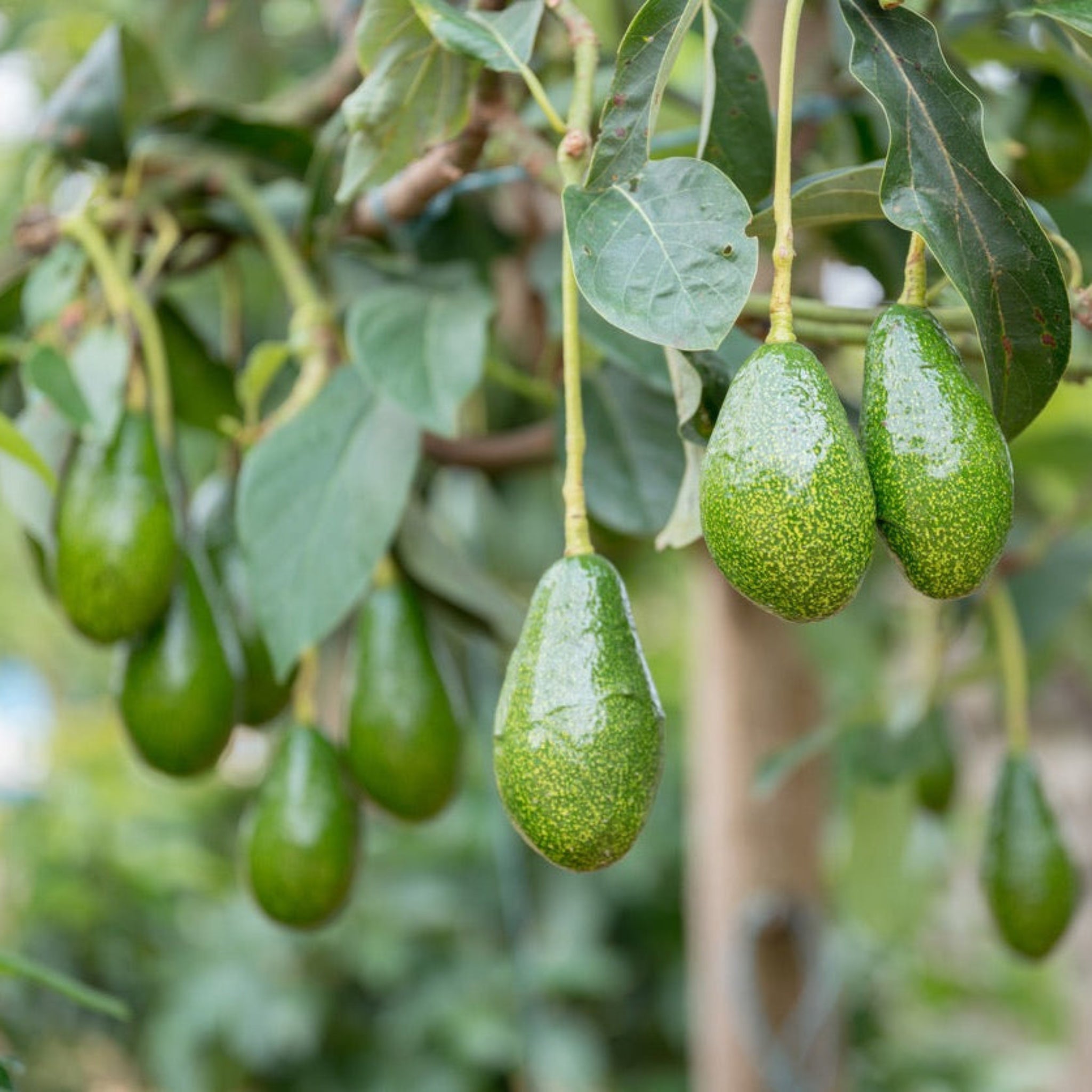 Pancho Cold Hardy Avocado Tree – Homegrown Avocados in Cooler Climates