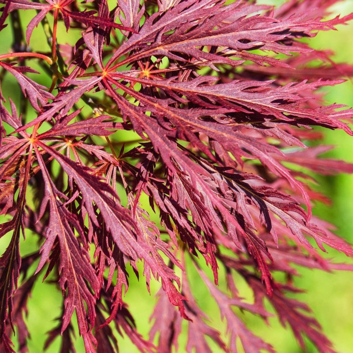 Inaba Shidare Japanese Maple – Purple-Red Laceleaf Tree