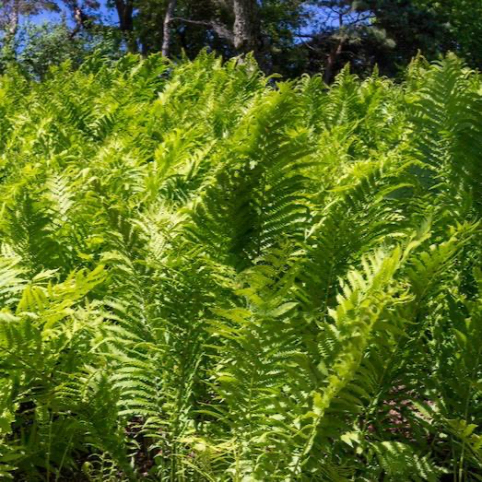 Green ferns in a forest setting with sunlight filtering through.  Henderson Garden Supply