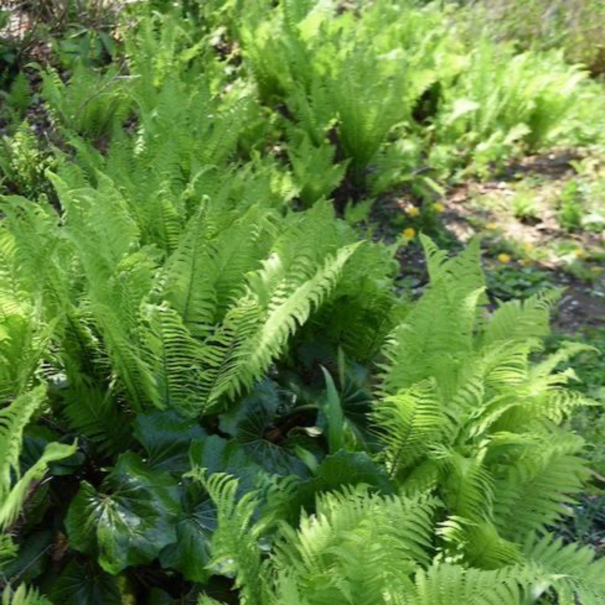 Green fern plants growing in a natural setting.  Henderson Garden Supply