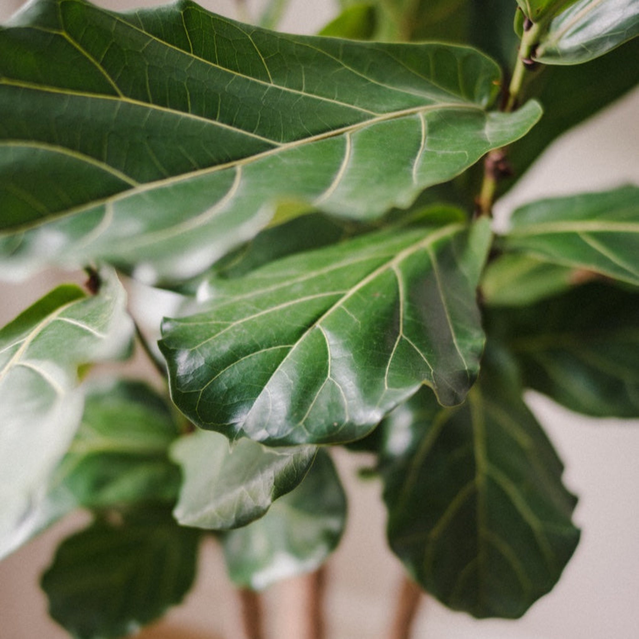Close-up of green leaves with a blurred background - Fiddle leaf - Henderson Garden Supply