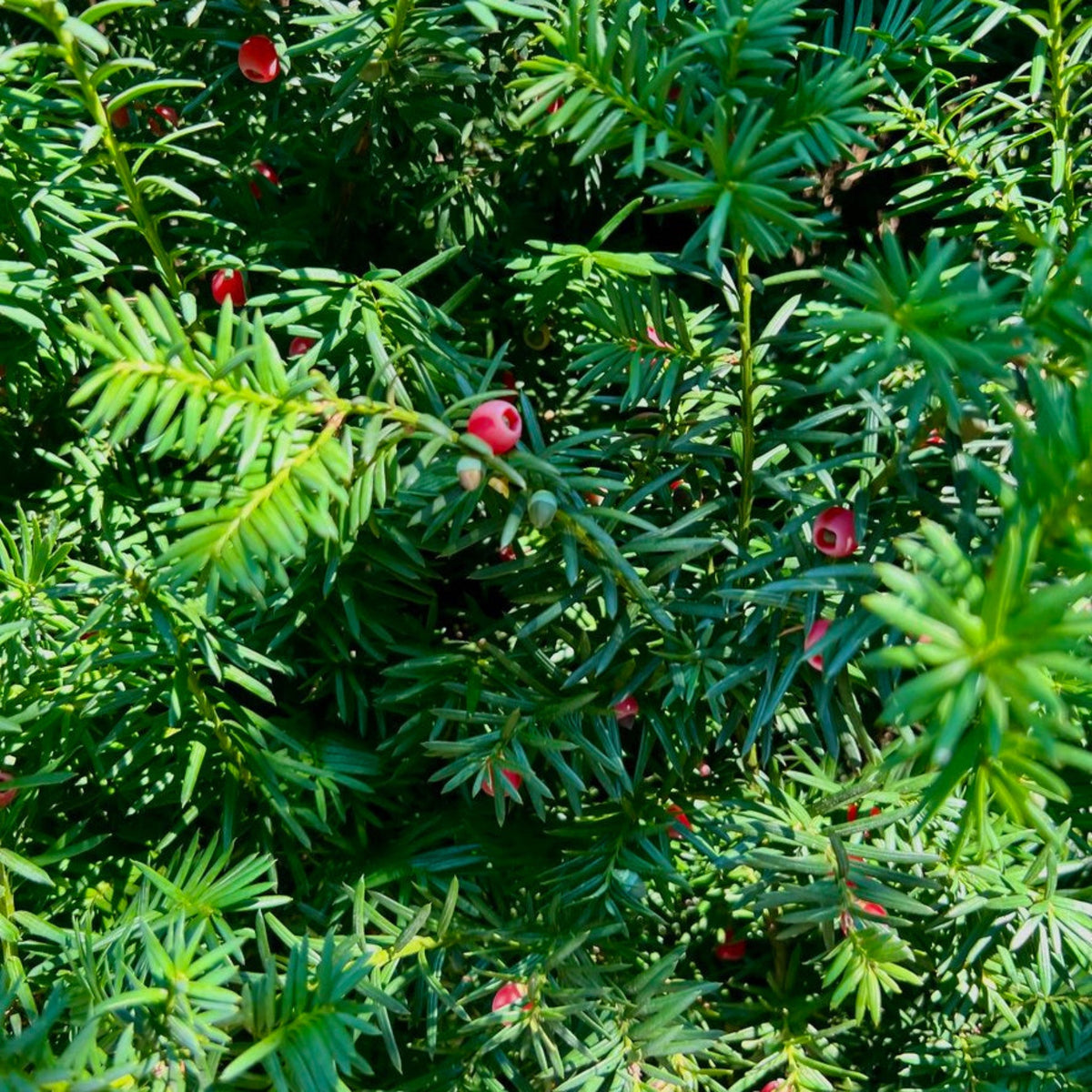 Hicks Yew – Columnar Evergreen Privacy Shrub