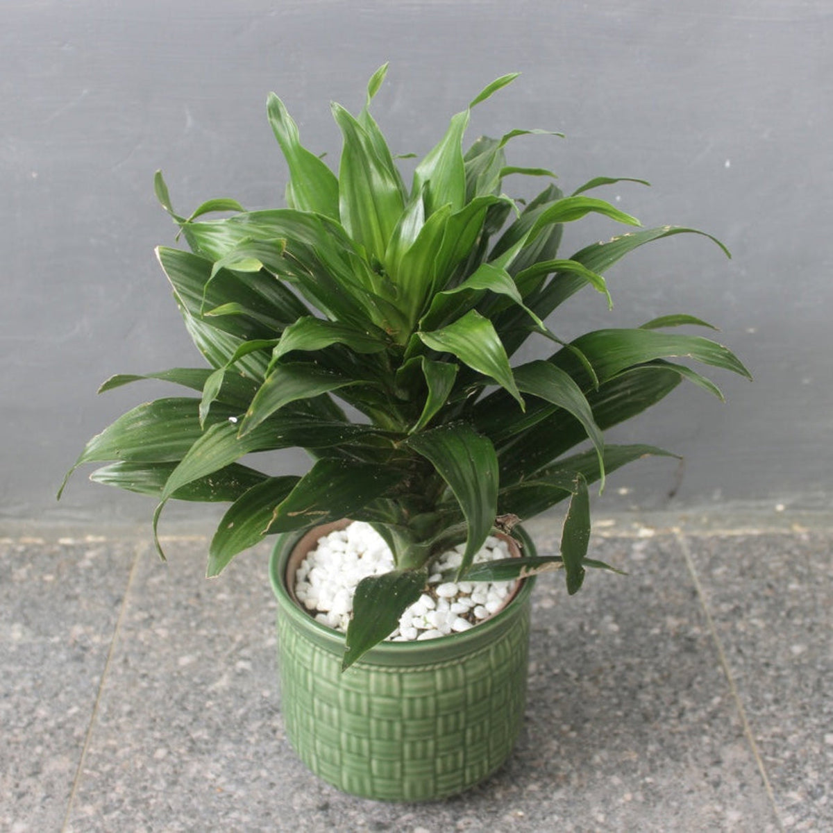 Janet Craig Dracaena – Low-Light Indoor Floor Plant