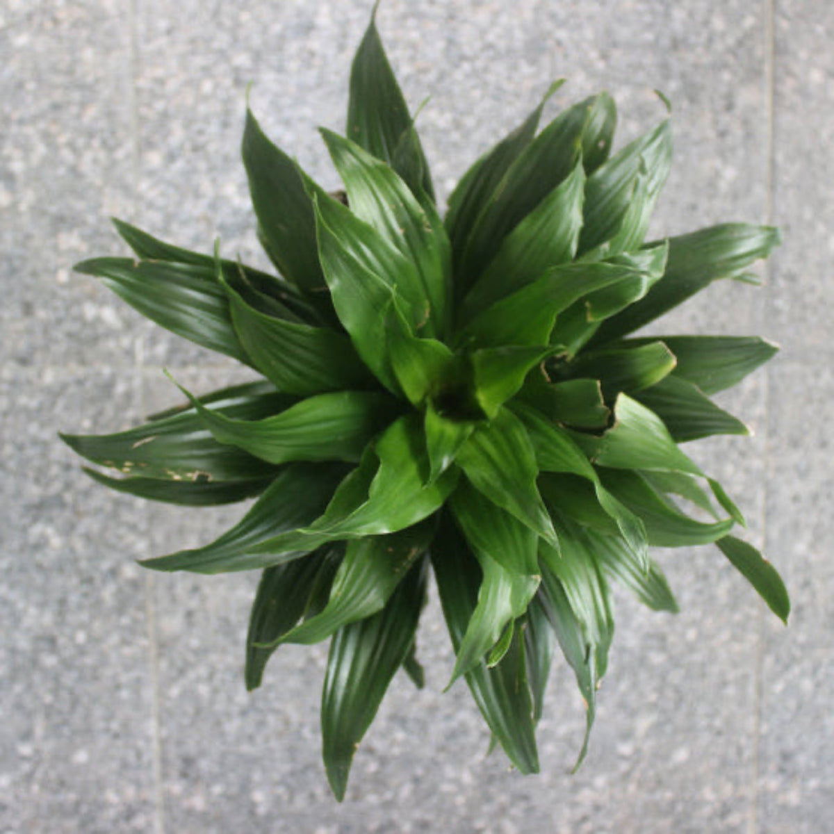 Janet Craig Dracaena – Low-Light Indoor Floor Plant