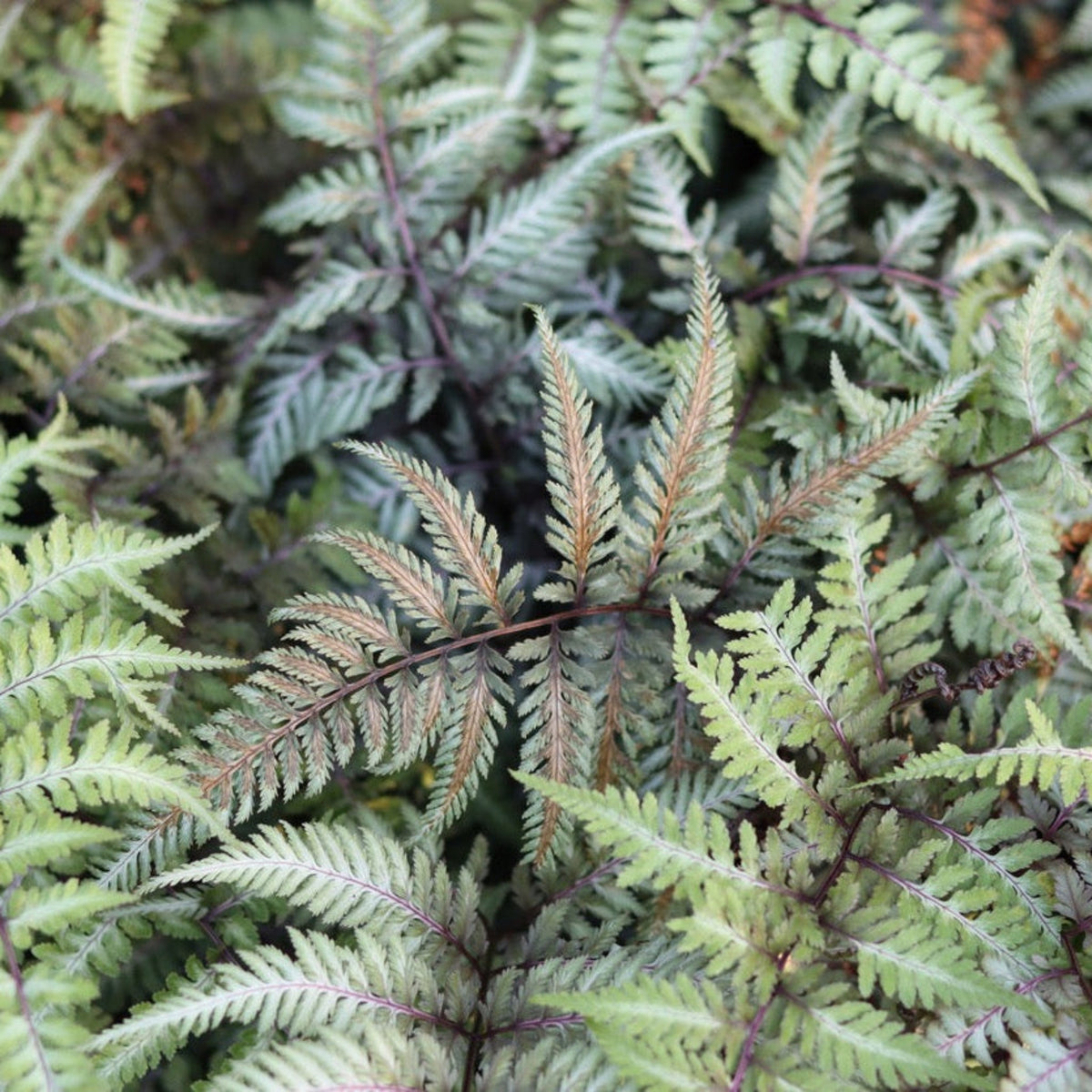 Japanese Painted Fern – Silver Foliage Shade Perennial