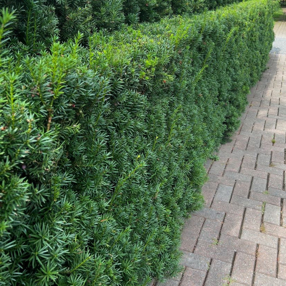 Hicks Yew – Columnar Evergreen Privacy Shrub