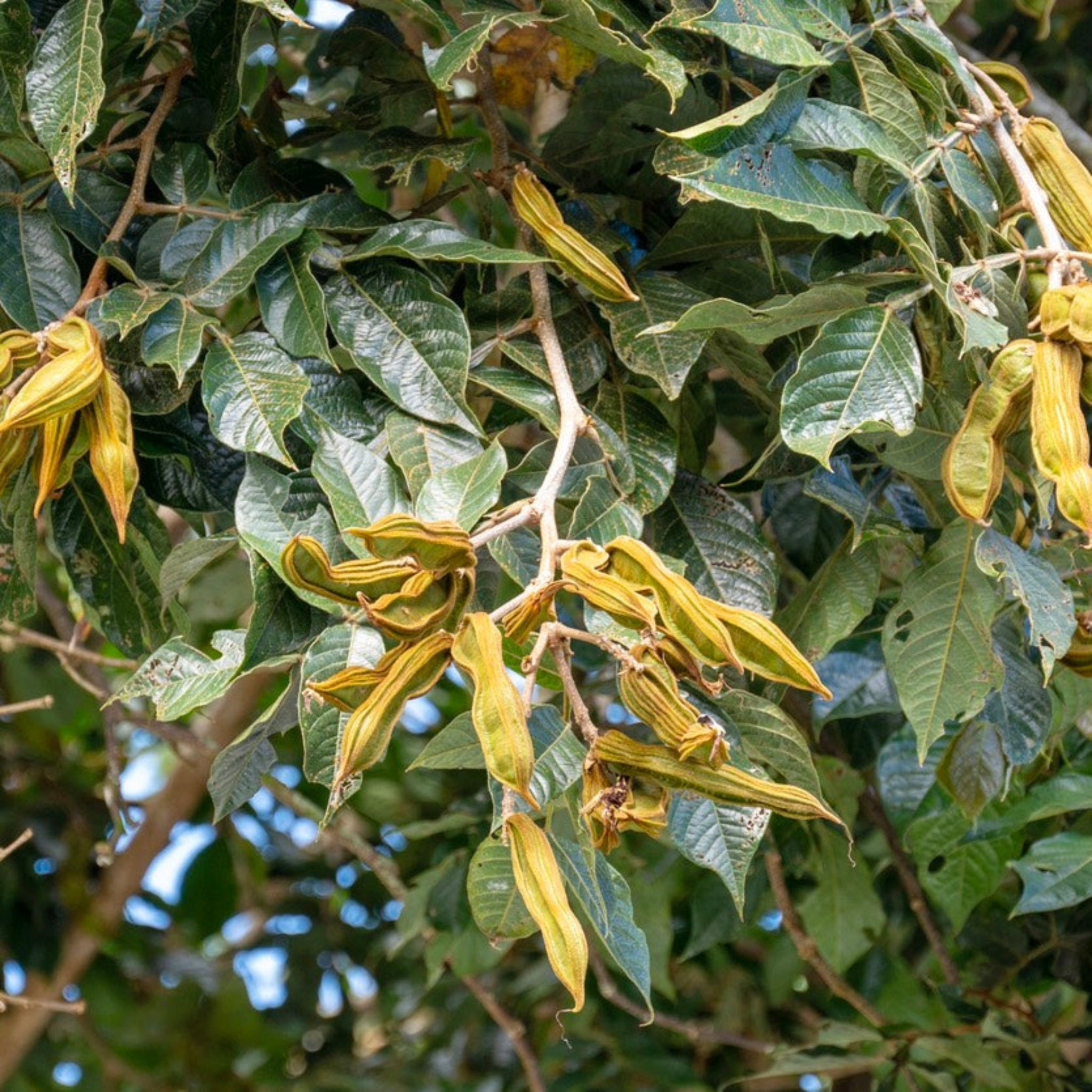 Ice cream bean tree - Henderson Garden Supply