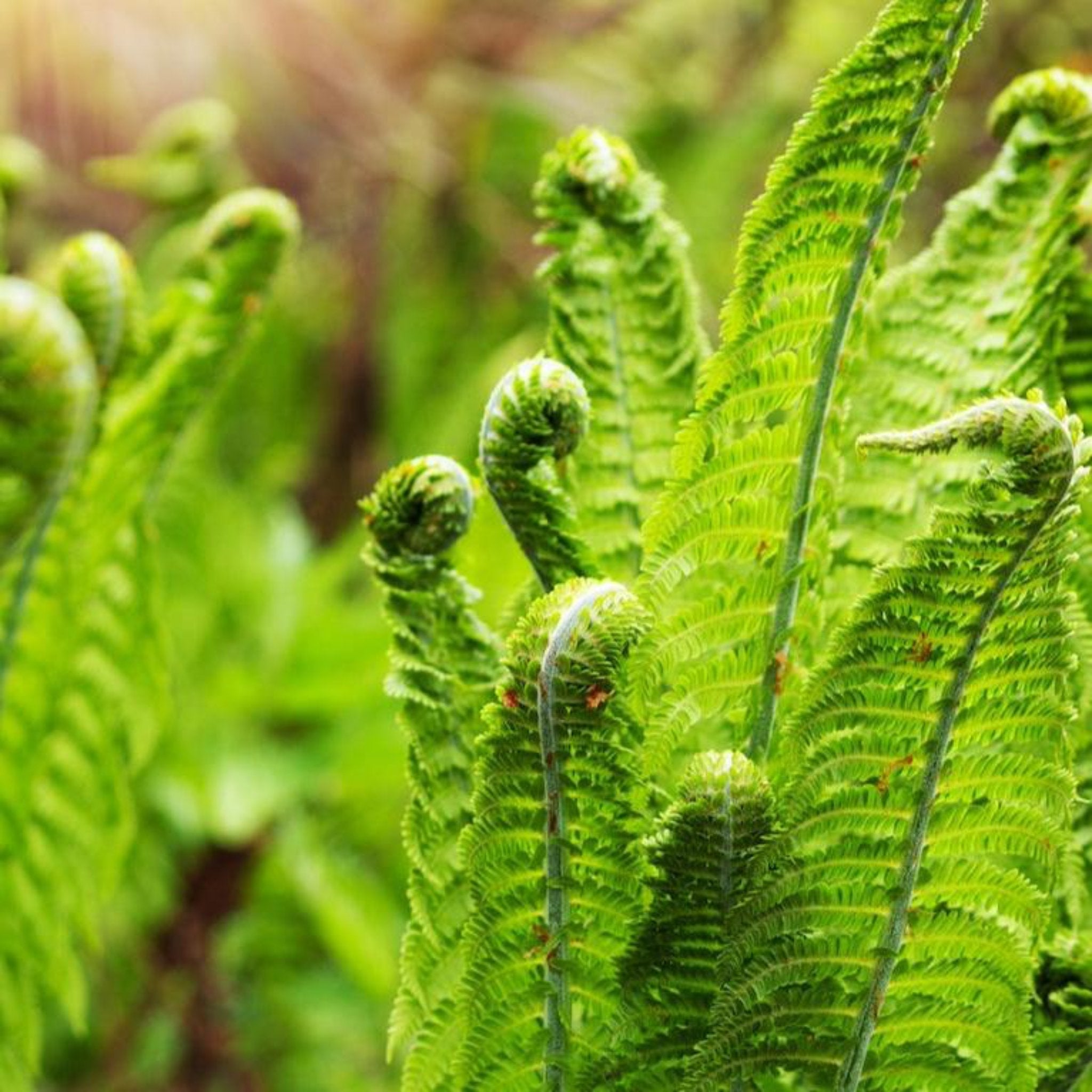 Close-up of green fern fronds with a blurred natural background.  Henderson Garden Supply