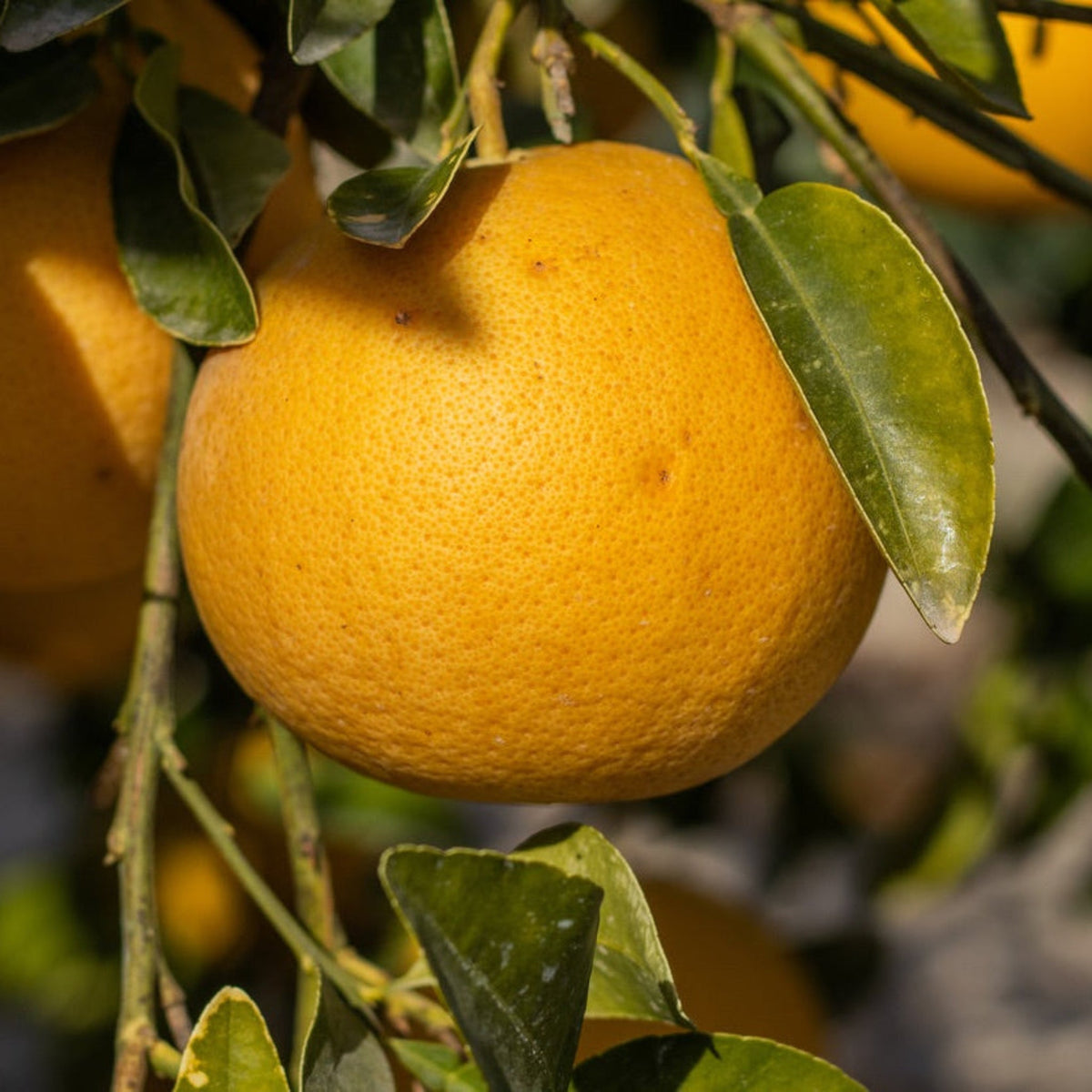 Ray Ruby Grapefruit Tree (FL) – Sweet-Tart Red Grapefruit