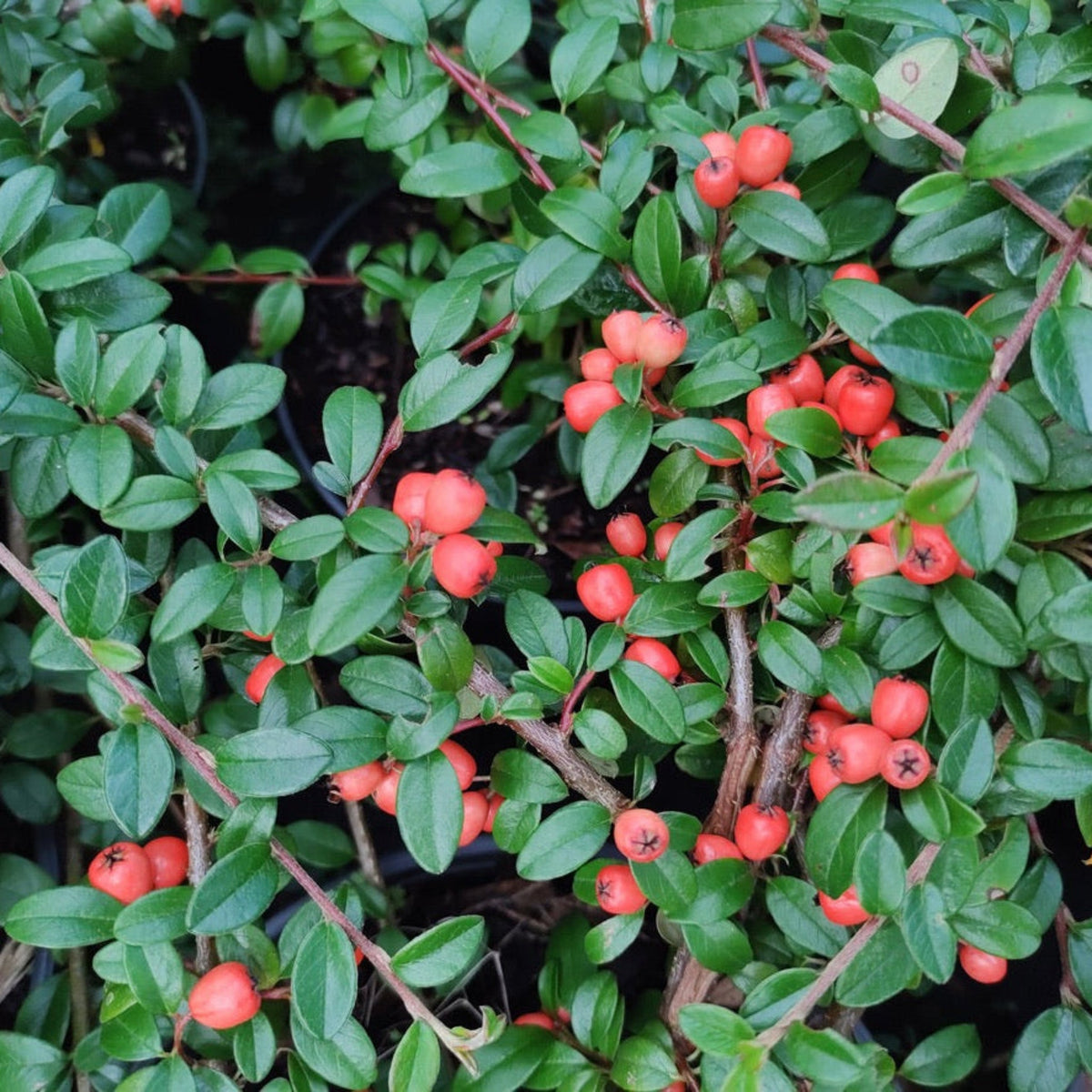 Coral Beauty Cotoneaster – Berrying Evergreen Groundcover