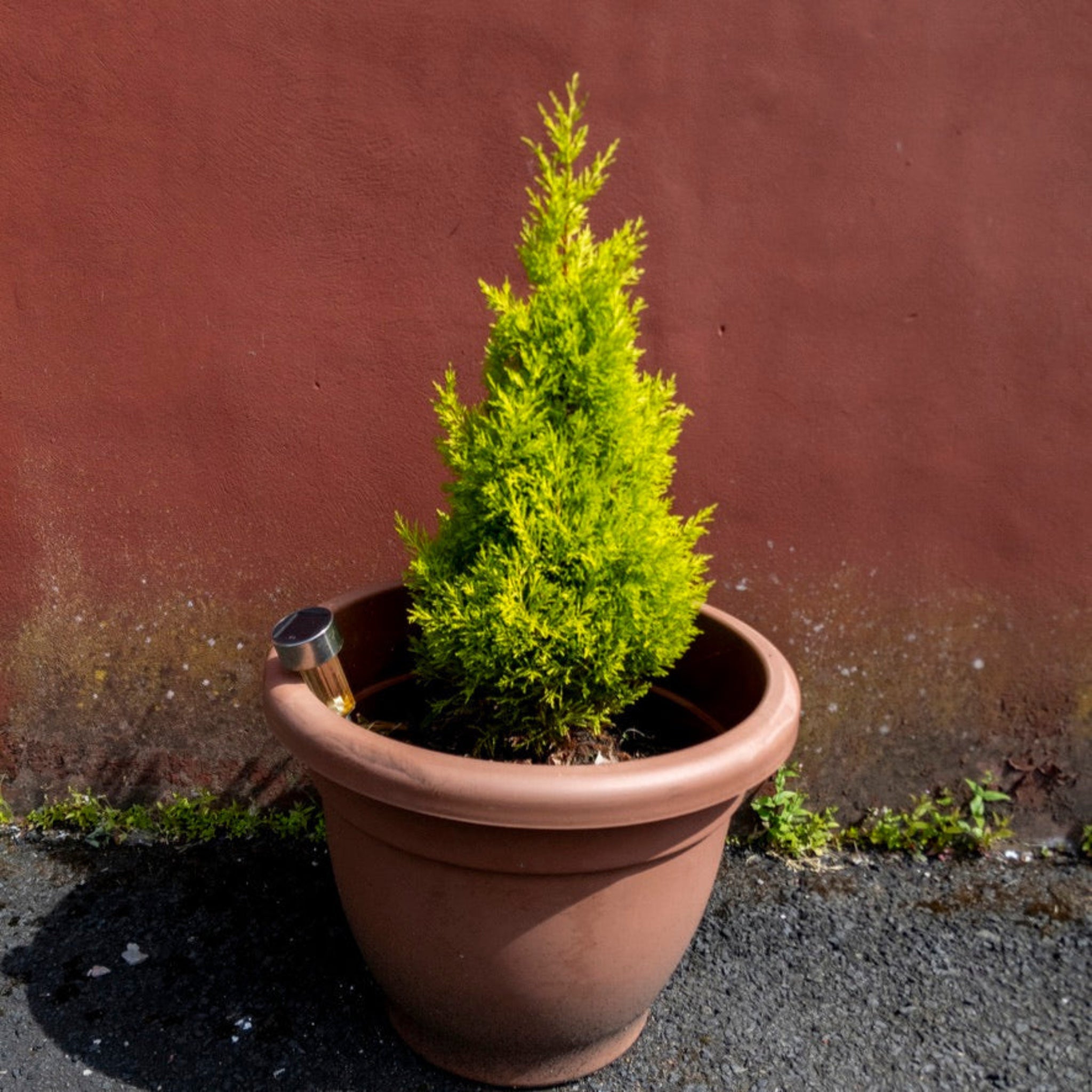 Potted plant in front of a red-brown wall.  Henderson Garden Supply