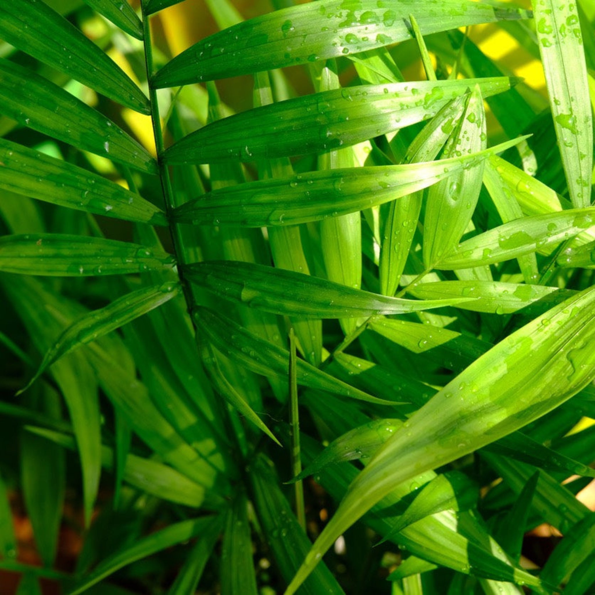 Close-up of green palm leaves with water droplets on a blurred background.  Henderson Garden Supply