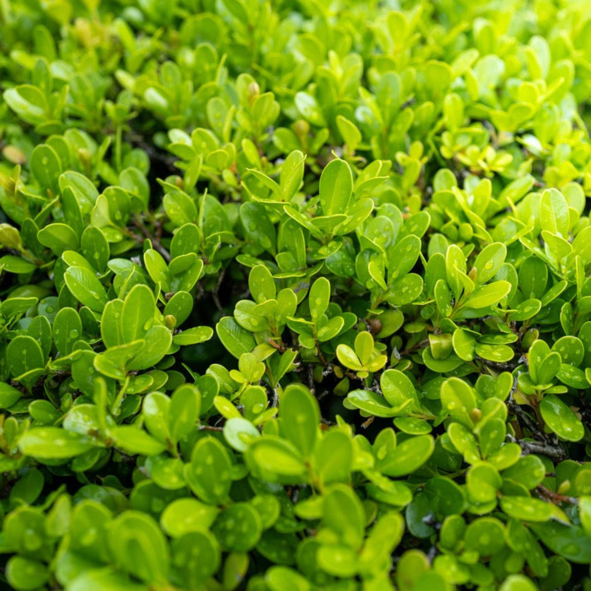 Sprinter® Boxwood – Compact Evergreen for Low Hedges