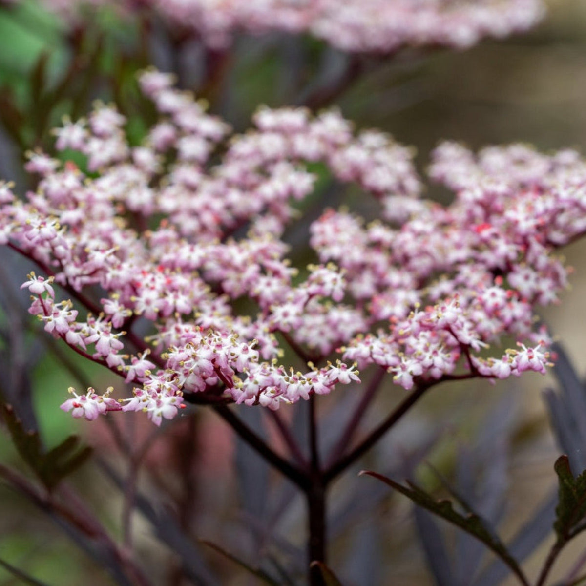 Black Beauty® Elderberry – Dark Foliage & Pink Flowers