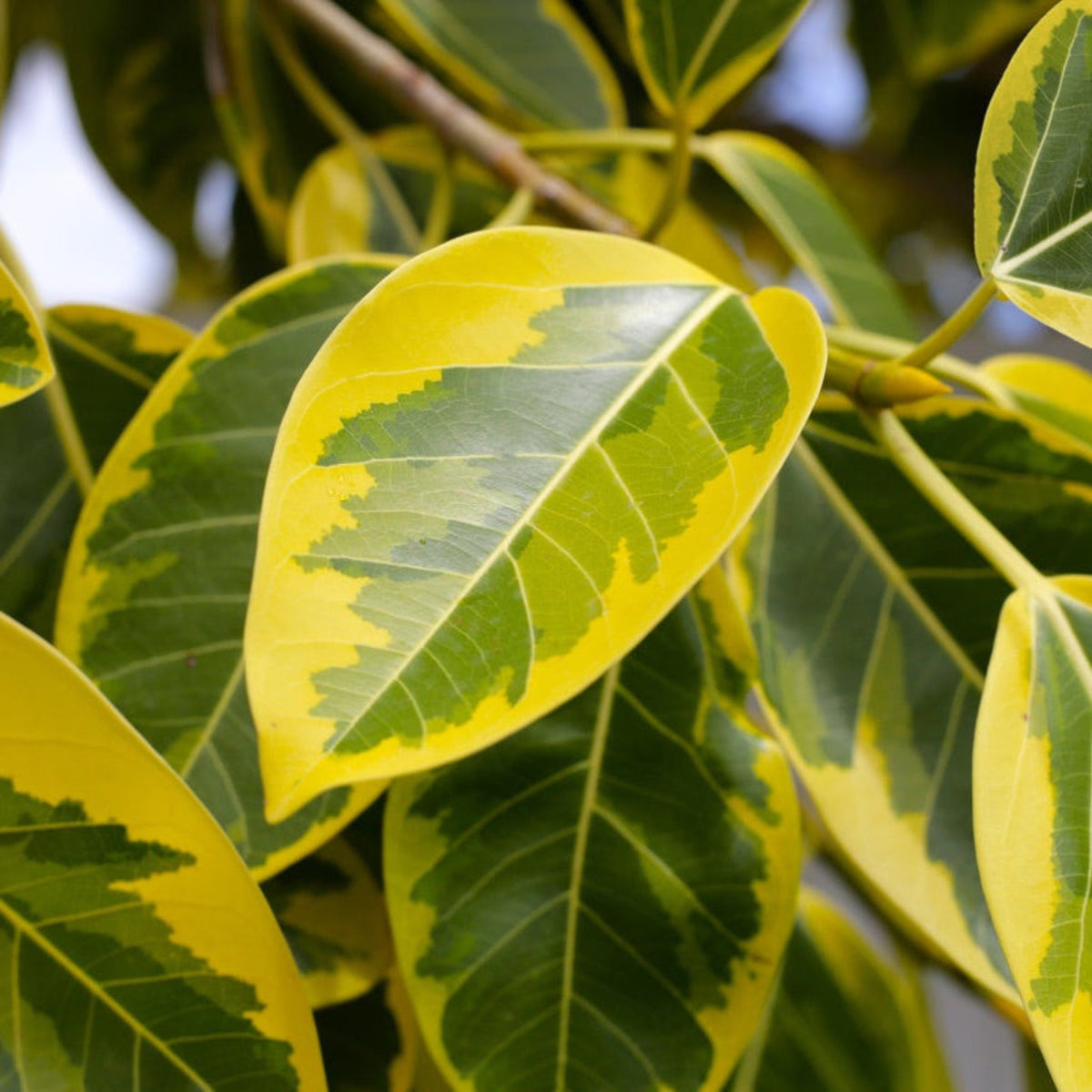 Ficus Altissima Tree – Bright Tropical Indoor Foliage