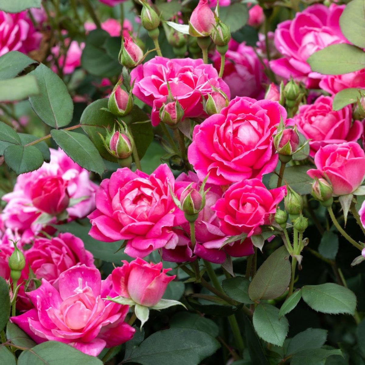 Pink Double Knock Out® Rose – Repeat-Blooming Shrub