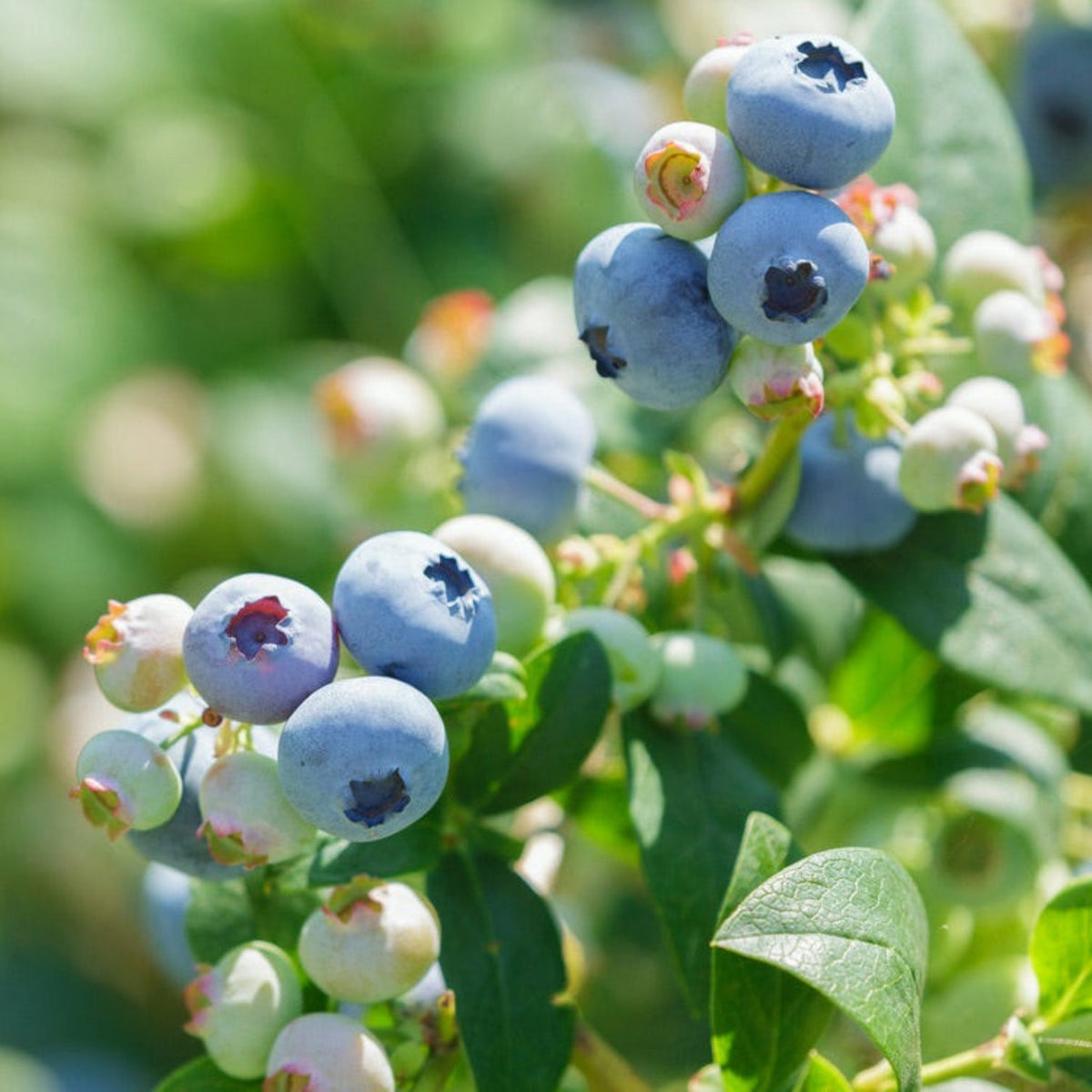 Sweetheart Blueberry Bush – Early-Season Sweet Berries