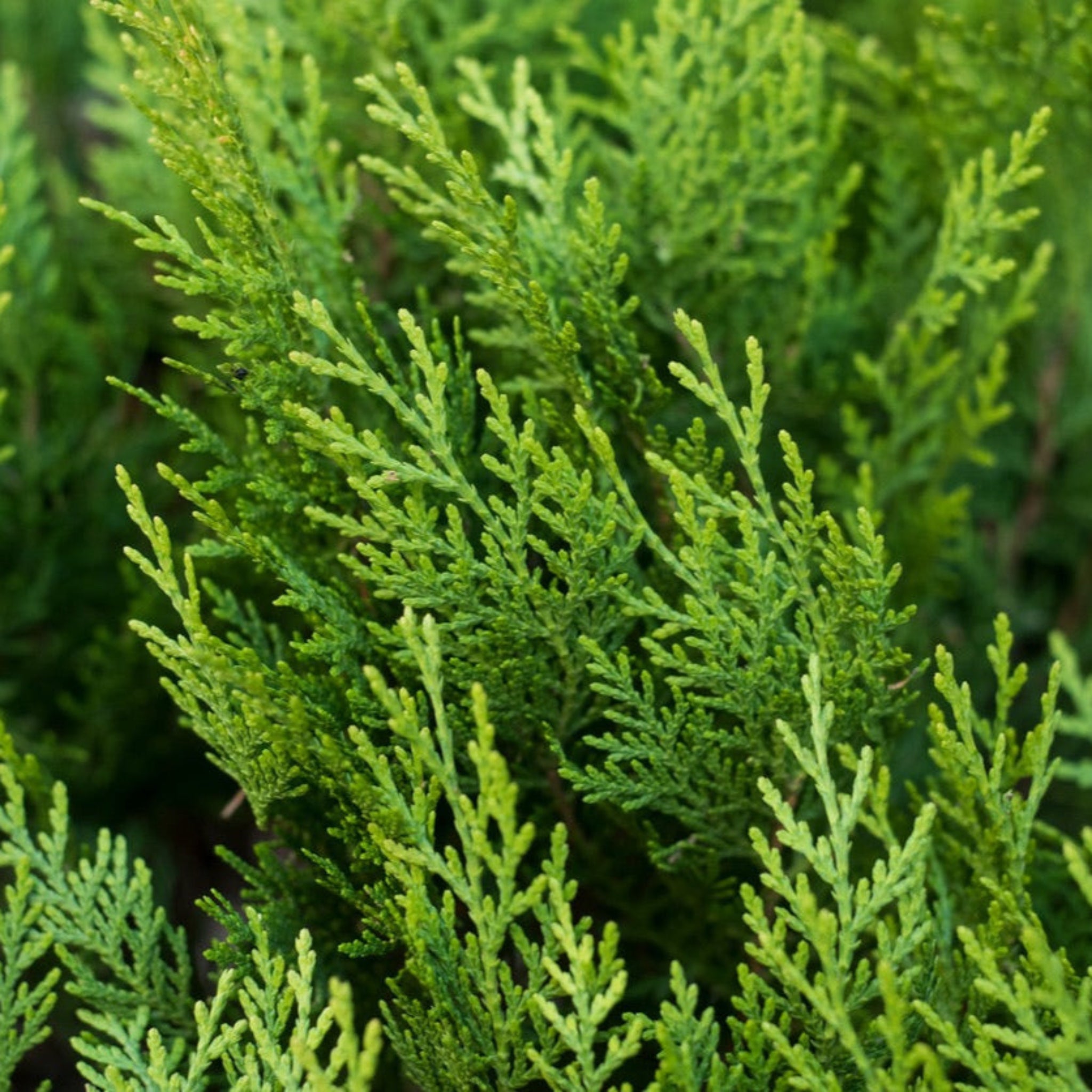 Leyland Cypress Tree – America’s #1 Fast-Growing Privacy Screen