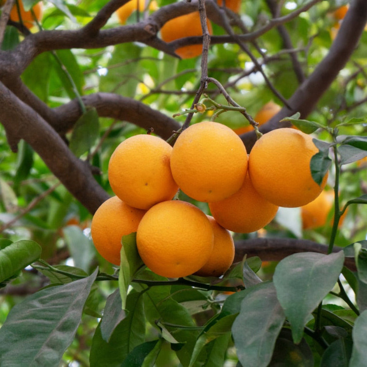 Washington Navel Orange Tree – Sweet Seedless Citrus