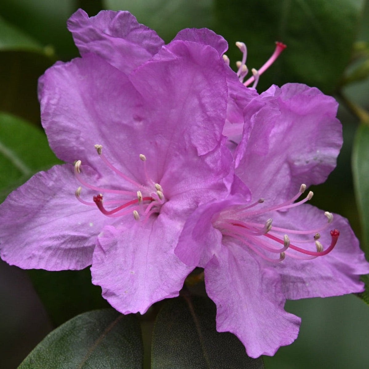 PJM Rhododendron – Lavender-Purple Blooms & Winter Color