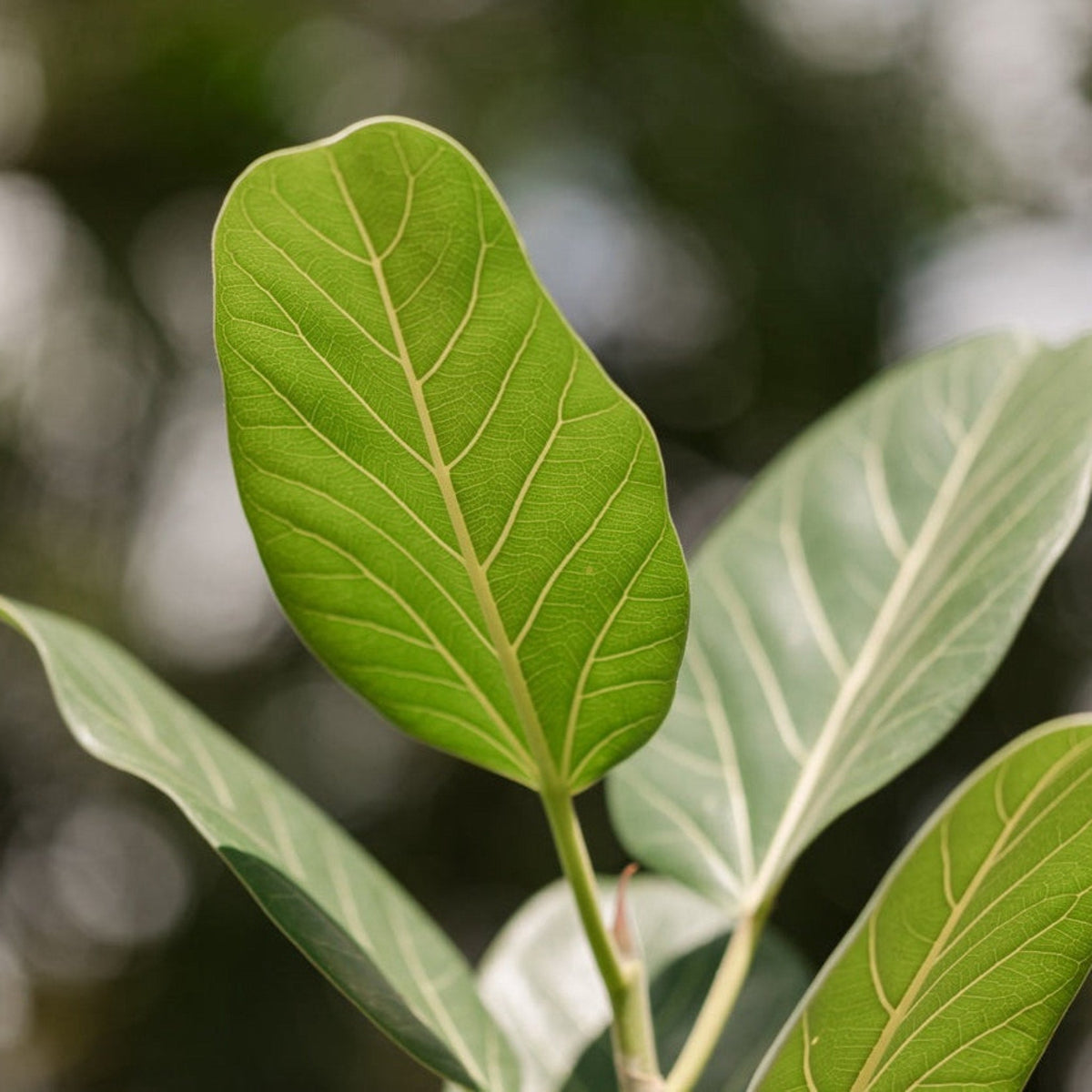 Ficus Audrey Multi-Stem Tree – Indoor Statement Plant