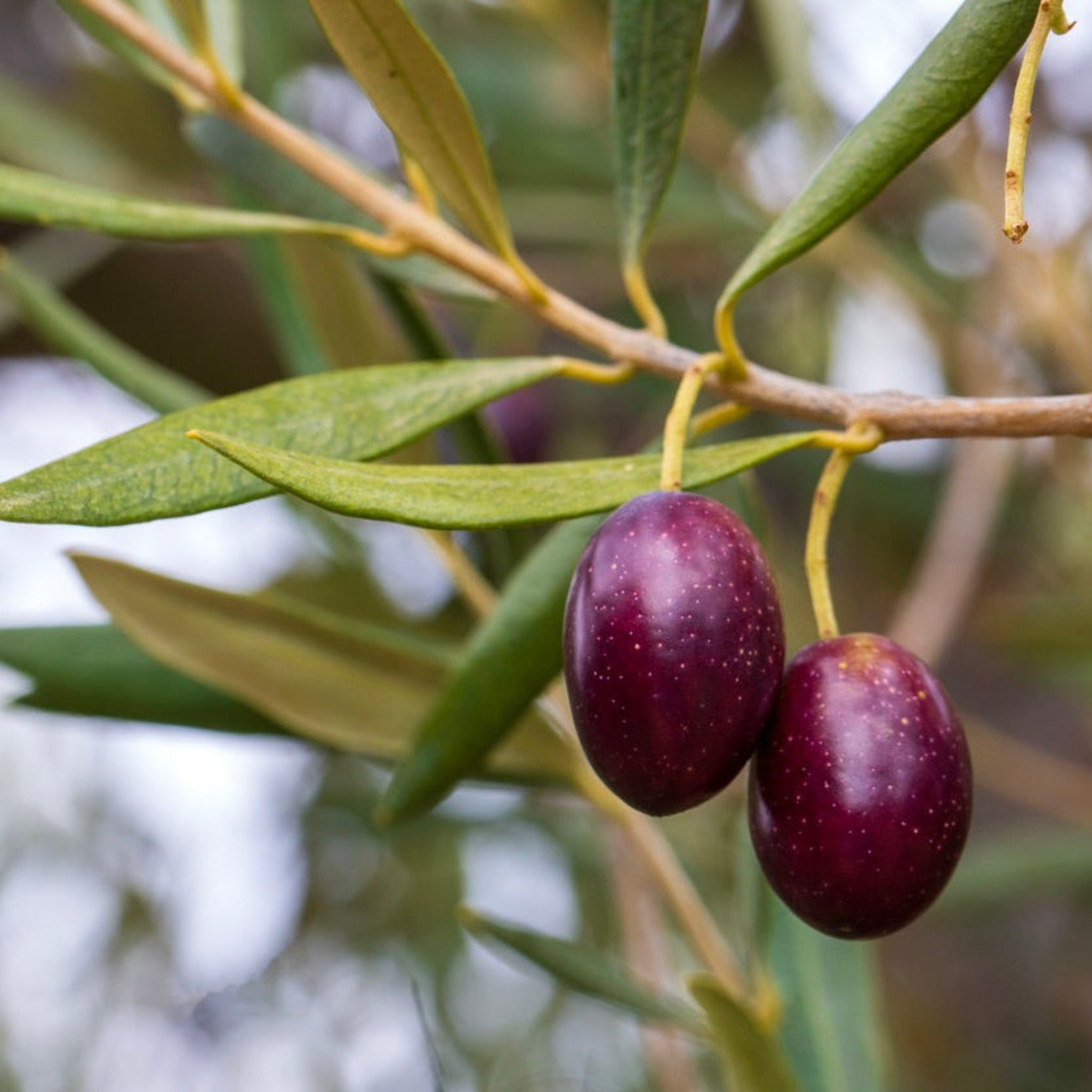 Two purple olives on a branch with green leaves.  Henderson Garden Supply