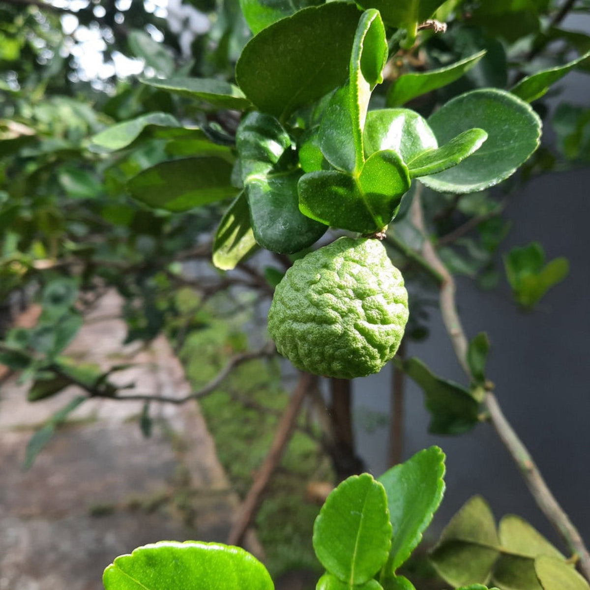 Makrut Thai Lime Tree – Fragrant Leaves & Zest