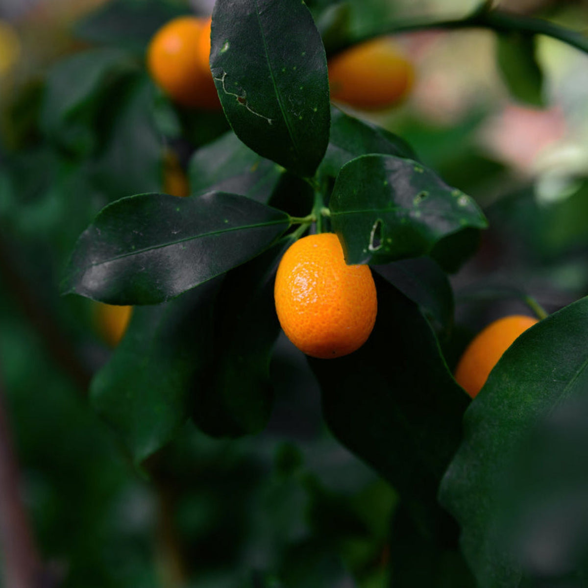 Nagami Kumquat Tree – Sweet Peel & Tangy Citrus Fruit