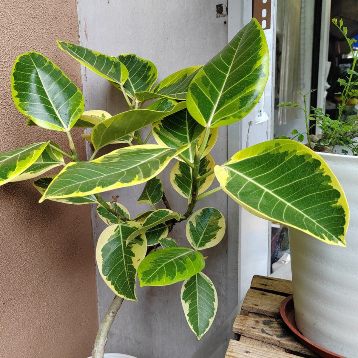 Ficus Altissima Tree – Bright Tropical Indoor Foliage