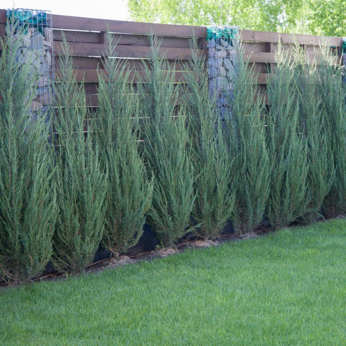 Skyrocket Juniper – Narrow Evergreen Tree