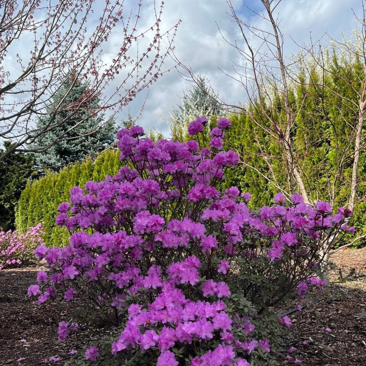 PJM Rhododendron – Lavender-Purple Blooms & Winter Color