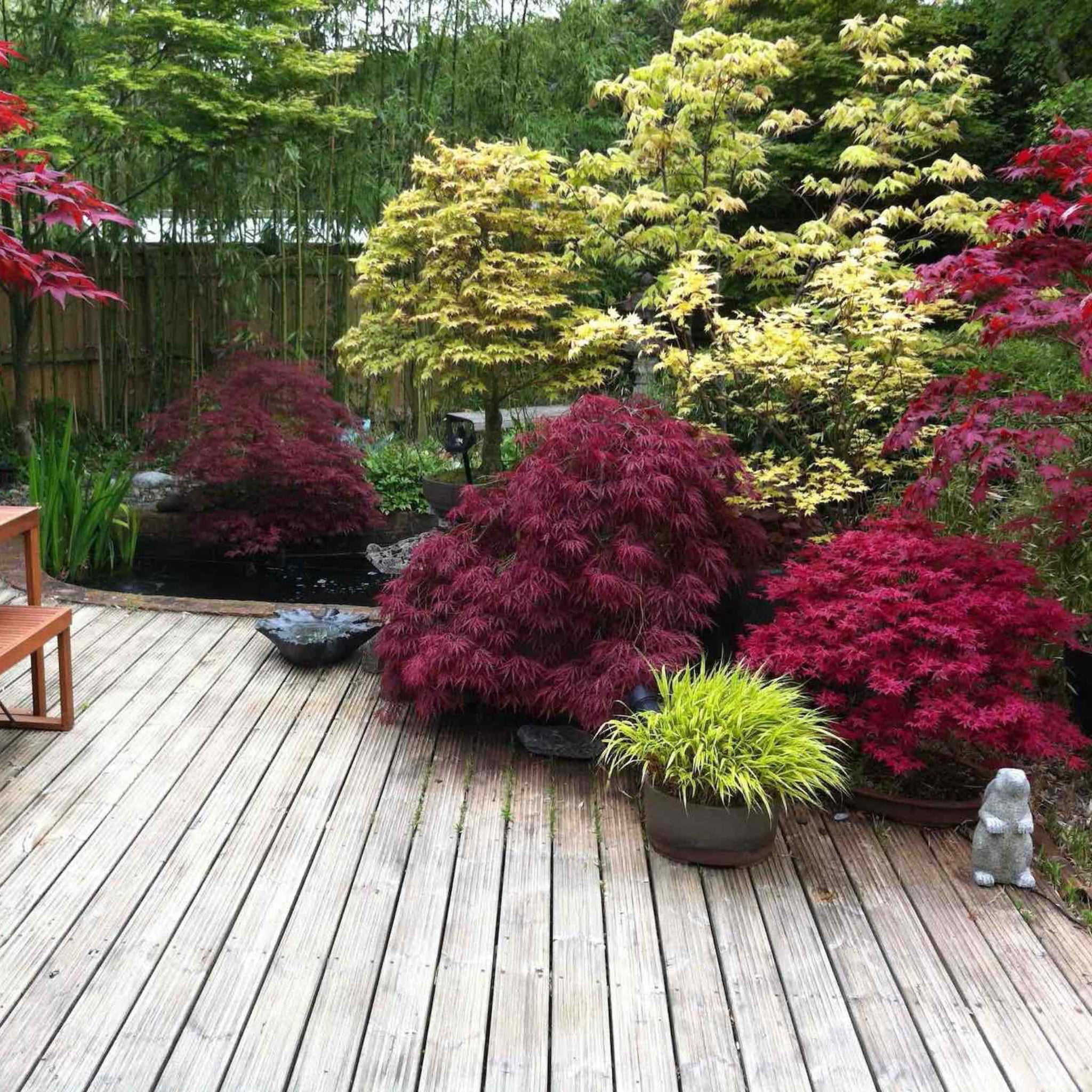 Garden with various plants and trees on a wooden deck.  Henderson Garden Supply