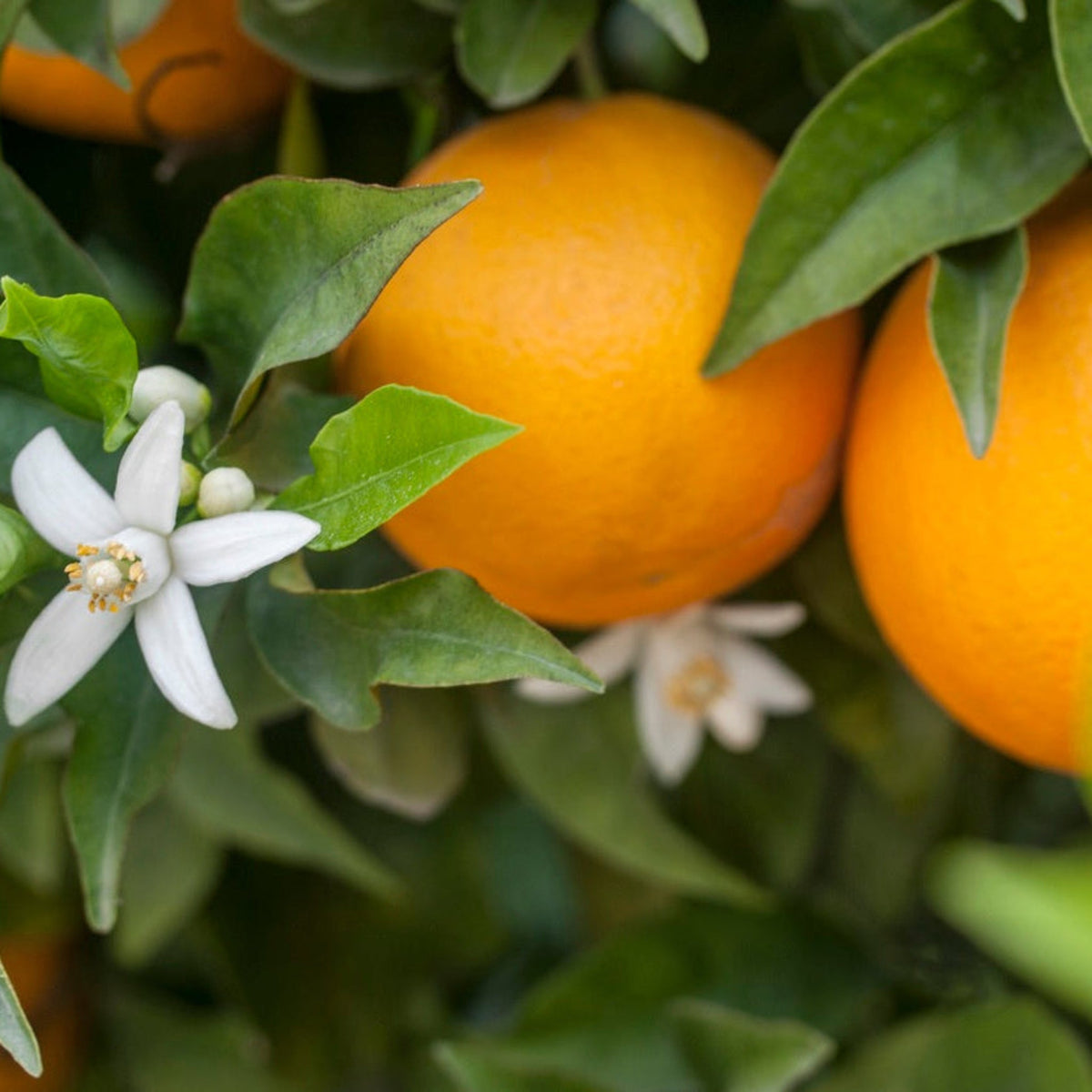 Hamlin Orange Tree (FL) – Early-Season Juicing Orange