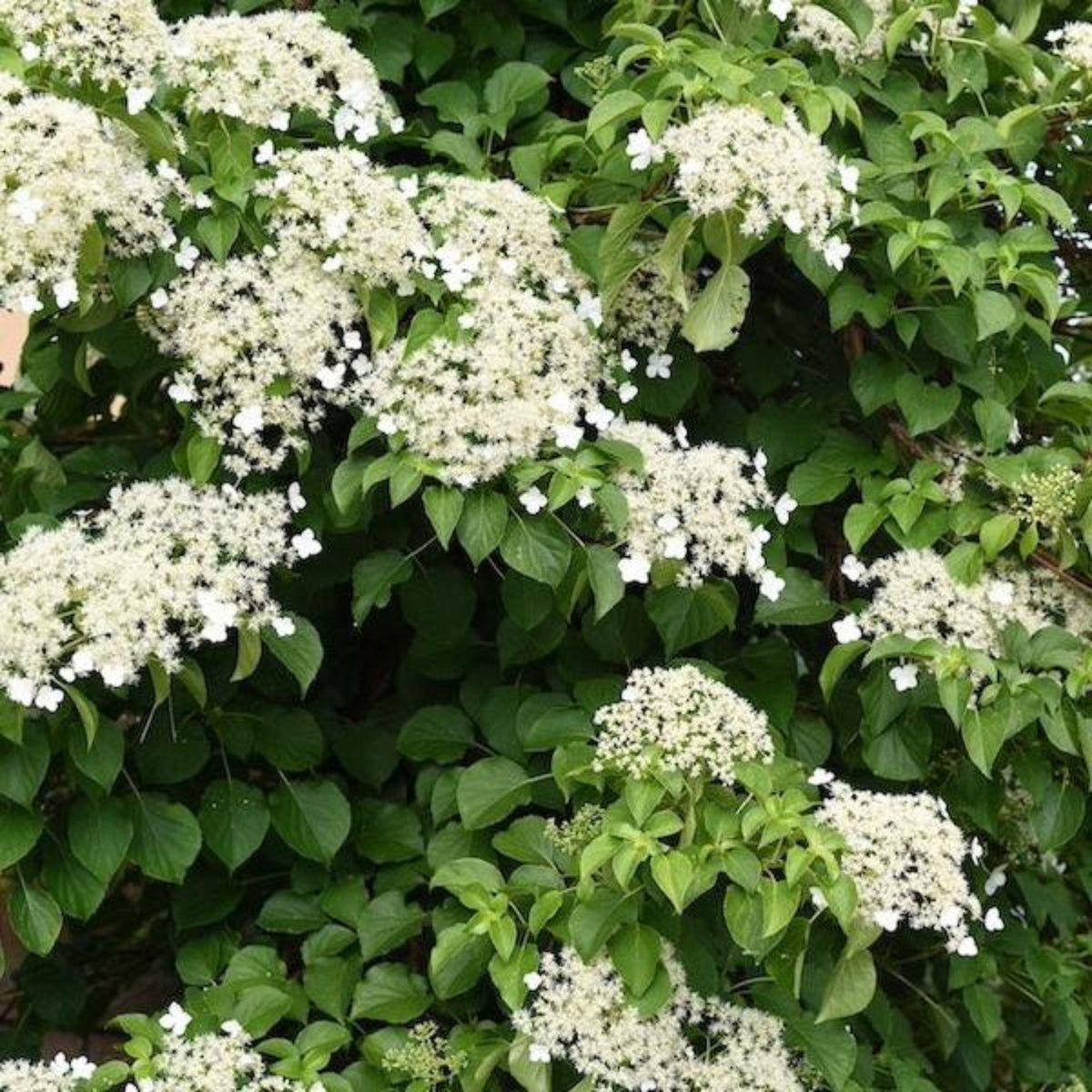 Barbara Ann Climbing Hydrangea – Fragrant White Flowers