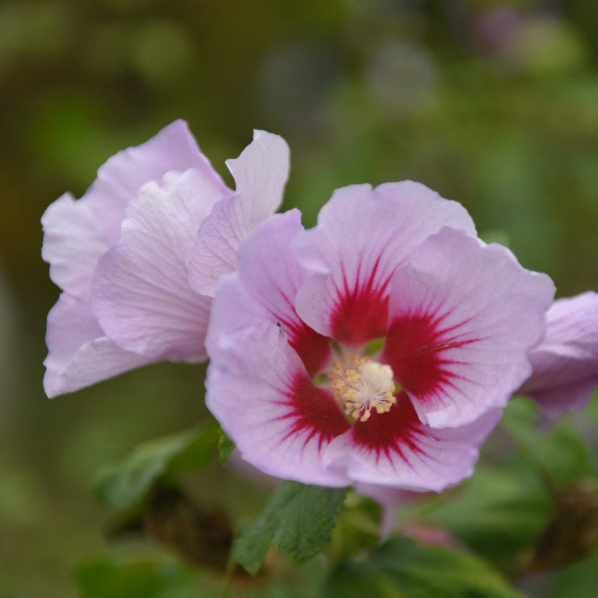 Purple Pillar® Rose of Sharon – Columnar Flowering Shrub