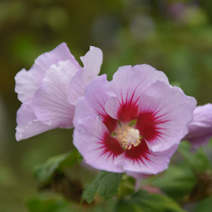 Purple Pillar® Rose of Sharon | Henderson Garden Supply
