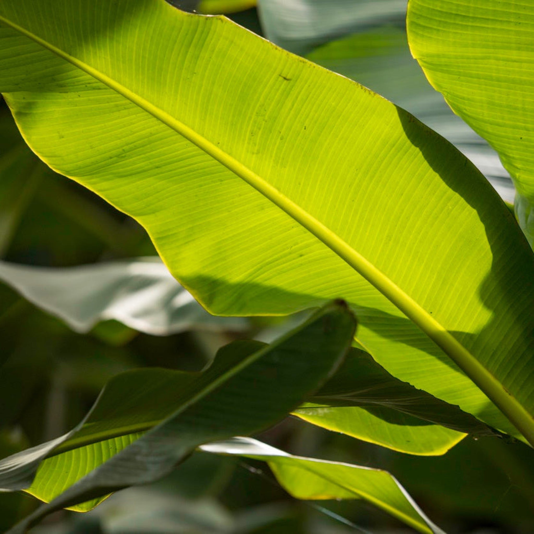 Close-up of a large green leaf with a blurred background - Henderson Garden Supply