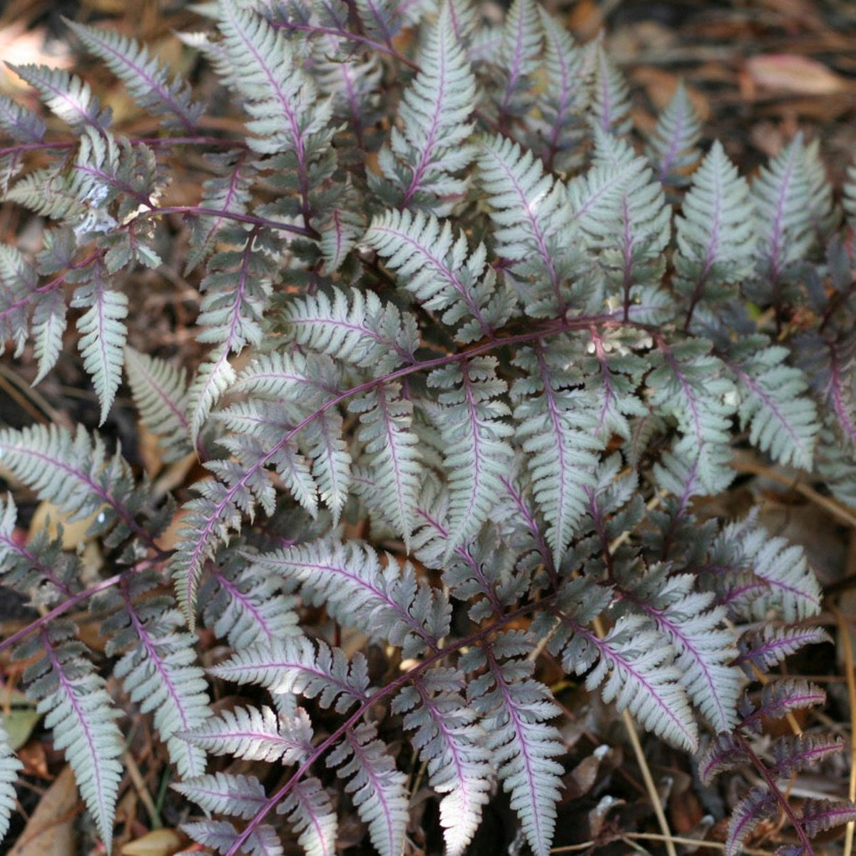 Japanese Painted Fern – Silver Foliage Shade Perennial