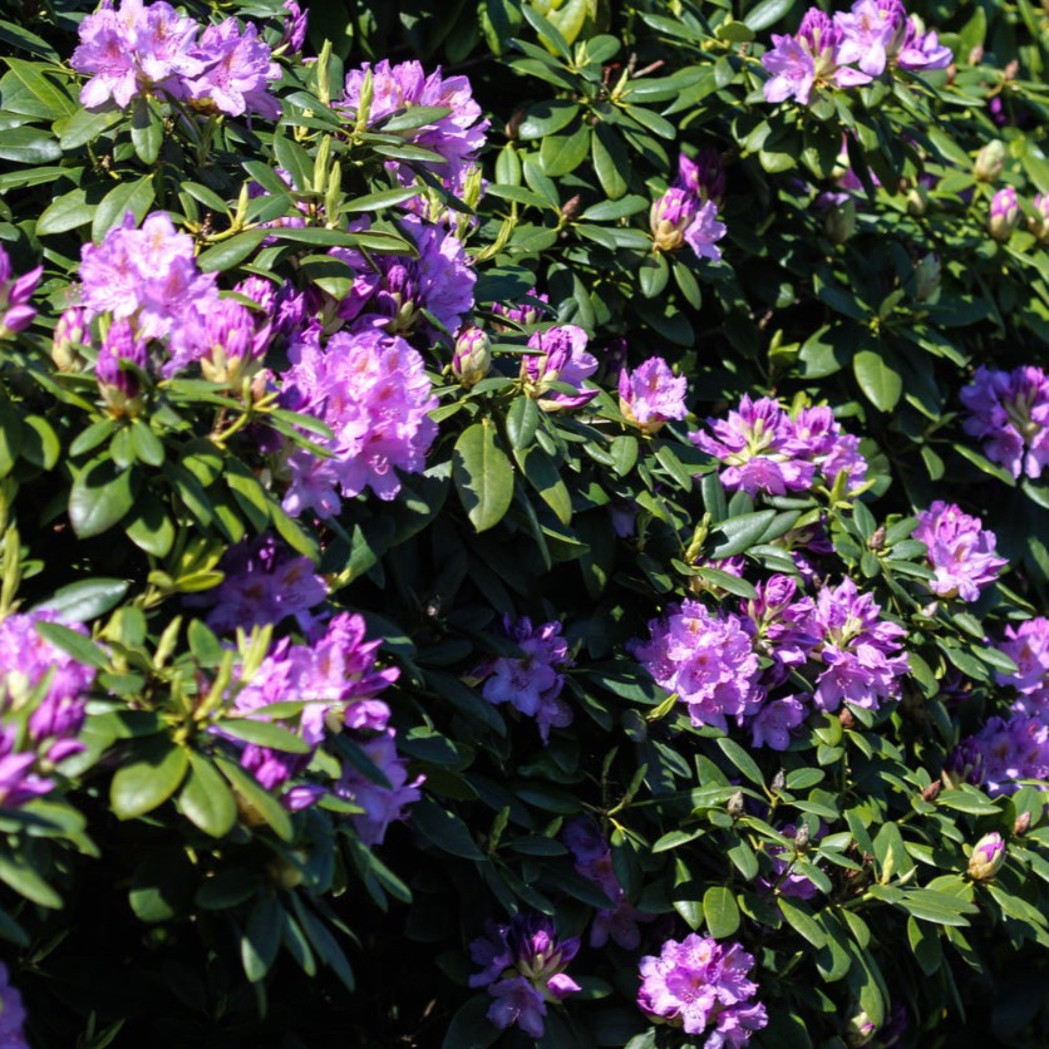 Purple flowers with green leaves in a natural setting.  Henderson Garden Supply