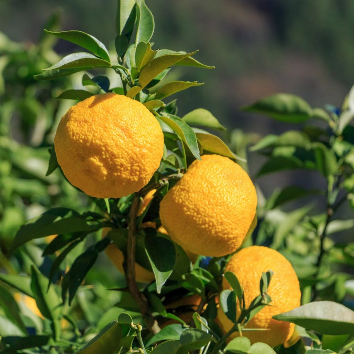 Yuzu Citrus Tree – Aromatic Fruit for Cooking & Drinks