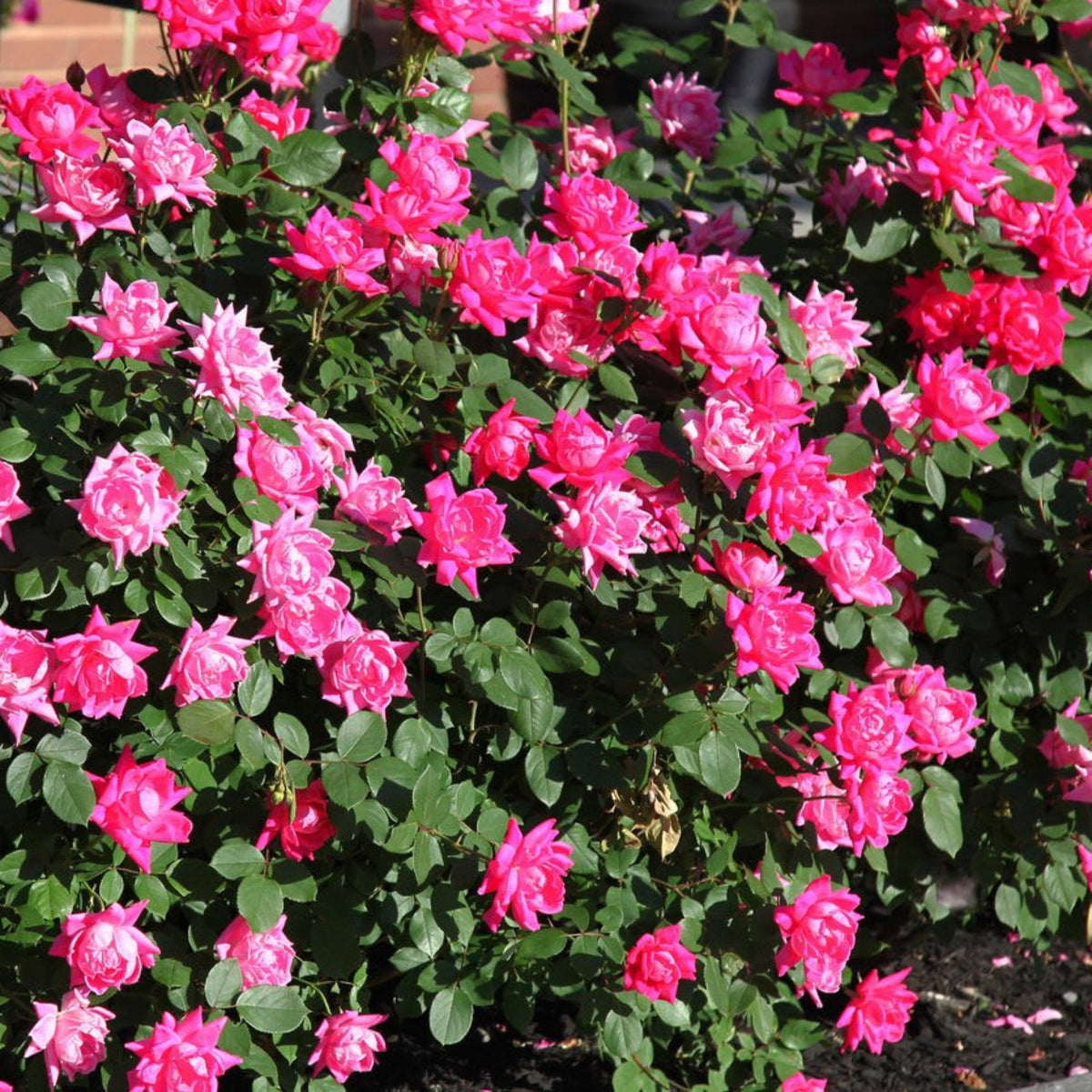 Pink Double Knock Out® Rose – Repeat-Blooming Shrub