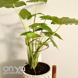 Copper Wide Curl Plant Stick, Base Trellis Plant Stake