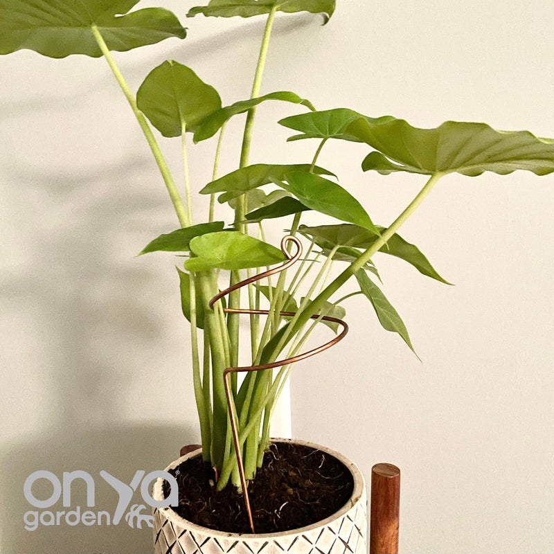 Copper Wide Curl Plant Stick, Base Trellis Plant Stake