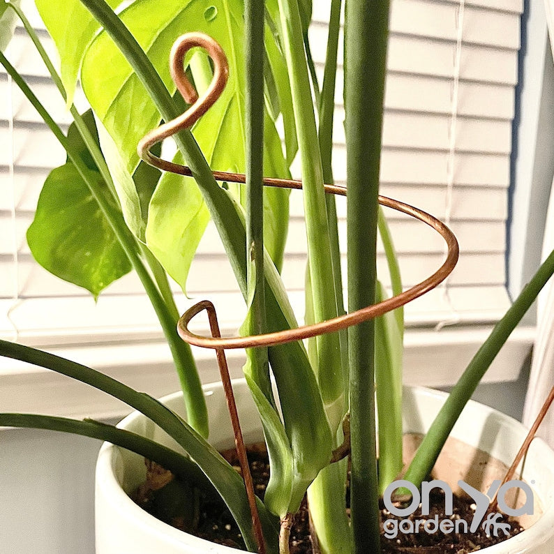 Copper Wide Curl Plant Stick, Base Trellis Plant Stake